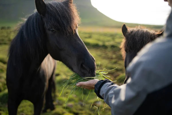 Horses grazing at O'Neill Ranch