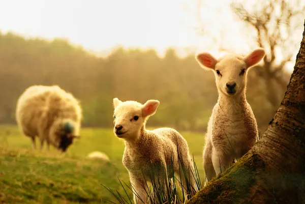Spring lambs on the ranch